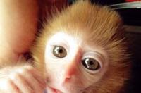私自能养猴子吗 个人可以养宠物猴子吗