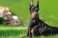 莱州红，杜宾犬，杜高犬，比特犬哪个大？哪个打架最厉害？ 杜宾打架能打过哪些犬
