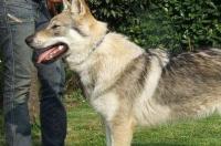 捷克狼犬怎么样？ 捷克狼犬体型