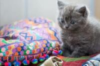 养一只猫到底要花多少钱 猫咪一般多少钱一只