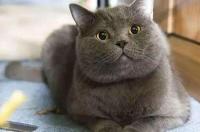 英国猫品种有几种？ 英国短毛猫的种类