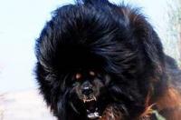 比特犬vs藏獒哪个厉害？ 藏獒和比特犬