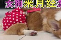 狗来月经怎么办？ 小狗狗来例假了怎么办