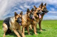 东德牧羊犬体型与马犬哪种体型大？ 德牧和马犬的区别
