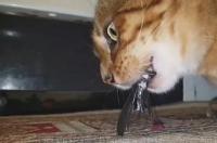 小猫如果被鱼刺卡了会有什么症状？ 猫卡鱼刺死前症状