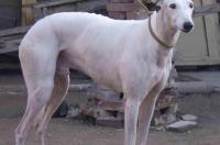 灵缇犬什么颜色最贵 灵缇犬价格多少钱
