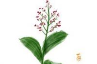 白藜芦醇真的有效果？ 白藜芦醇的美容功效