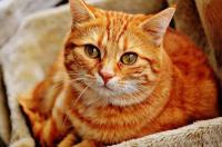 猫咪被人打之后会有什么情绪？ 猫咪挨打后认错表现