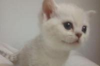 英短银渐层猫多少钱一只？ 英国短毛猫银渐层多少钱一只