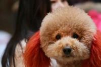 不掉毛无体味的中小犬型排名？ 不掉毛无体味智商高的狗排名