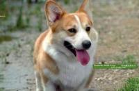 卡迪根威尔士柯基成年犬多重？ 彭布洛克威尔斯柯基犬