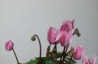 金鱼花养殖方法？ 金鱼花的养殖方法
