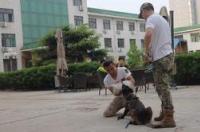 宠物培训学校前十 训犬师培训机构