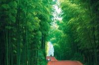 蜀南竹海在四川什么地方 蜀南竹海