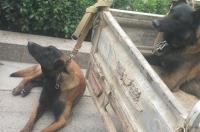 马犬和黑狼犬哪个最适合家养？ 黑狼和马犬哪个好