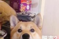 柴犬智商低的10种表现？ 柴犬智商为什么这么低