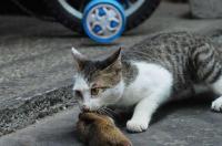 为什么猫吃老鼠？ 猫为什么要吃老鼠