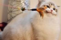 布偶几个月是最好的训练时间？ 布偶猫是唯一种可以训练的猫