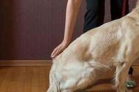 狗狗培训大概要多少钱？哪有好的训犬学校？ 上海哪里有训练狗狗的学校