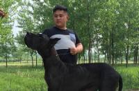 黑丹犬多大？ 黑色大丹犬多少钱一只