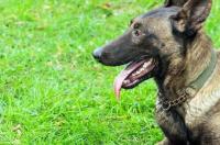 杜宾犬和马犬哪个更厉害？ 杜宾犬厉害还是马犬厉害