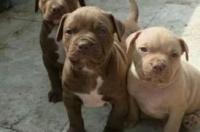 一只普通的小比特犬大概多少钱？ 比特幼犬的价格