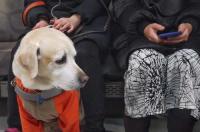 导盲犬一般什么品种？ 导盲犬是什么犬种