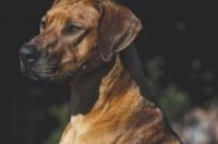 猎犬品种排名 罗得西亚脊背犬打架厉害吗