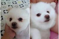 狗狗老有眼屎（泪痕）怎么办？ 狗狗眼屎多有泪痕