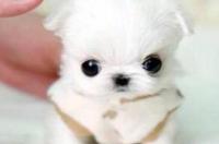 为什么茶杯犬不能养？ 茶杯犬的缺点是什么
