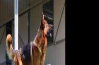 看家护院什么犬最好？ 家里养什么护卫犬最好