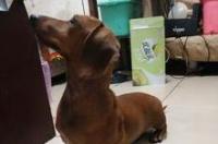 1个月左右的腊肠犬多少钱一只？ 黑色腊肠犬价格