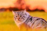 西伯利亚森林猫怎么养？ 西伯利亚森林猫南方可以养吗