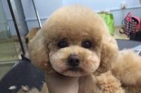 泰迪狗狗的日常生活？ 泰迪犬的照片