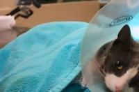 母猫什么时候做绝育最合适？ 猫咪做绝育的最佳时间