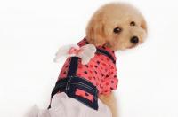 有个狗的服装牌子？ 狗狗品牌衣服有哪些
