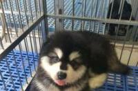 阿拉斯加熊版和狼版如何区分? 熊版阿拉斯加幼犬