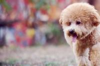 泰迪的优缺点？ 泰迪犬的优缺点及性格