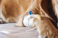 犬冠状病毒病如何诊断？ 犬冠状病毒初期的症状