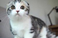 折耳猫绝育的优点和缺点？ 折耳猫的三大缺点
