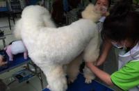 宠物美容师培训费用多少合适？ 宠物美容师好考吗