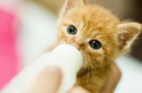 两个月小猫能吃什么？ 两个月小猫吃什么食物