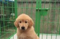 纯种金毛犬价格一般多少钱啊？ 金毛最便宜多少元