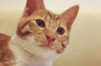 猫名字寓意？ 猫咪名字有寓意