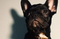 黑牛犬是什么狗 斗牛犬黑色