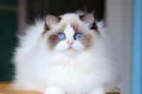 什么是猫咪的应激反应？ 猫应激反应是什么意思