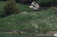 捷克狼犬多少一只？ 捷克狼犬多少钱一条纯种