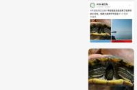 巴西龟深水养危害？ 巴西龟的危害有哪些