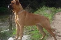 英国斗牛犬会随便攻击其他狗狗吗？ 英国斗牛獒犬