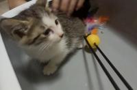 这只肥猫是什么品种的 长沙猫咪领养